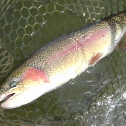 大安トラウトレイク 釣果